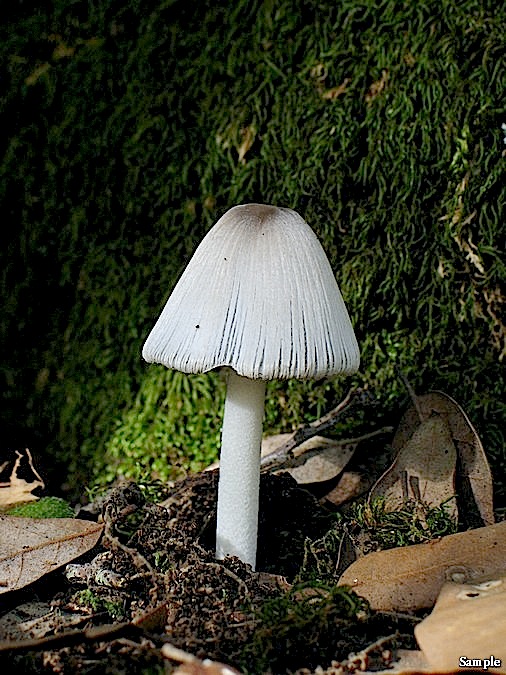 Coprinus o Coprinellus?(Coprinus sp.)